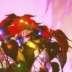 4-Pack Christmas String Lights, 20ft 60 LED Waterproof Twinkle Lights