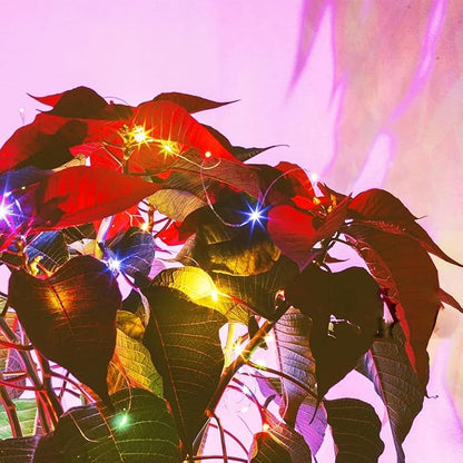 4-Pack Christmas String Lights, 20ft 60 LED Waterproof Twinkle Lights