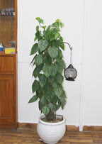 Heavy-Duty Shepherd's Hooks, 33" Garden